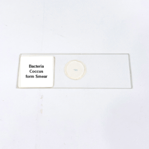 Bacteria Coccus form Smear