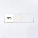 Bacteria Escherich'a