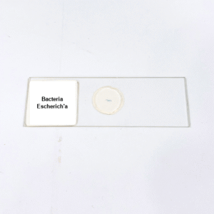 Bacteria Escherich'a