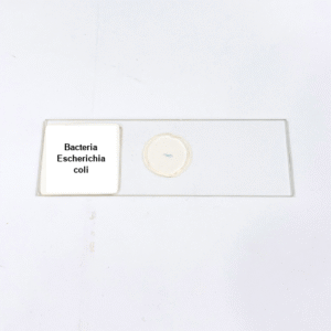 Bacteria Escherichia coli