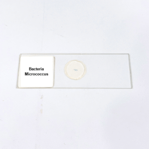 Bacteria Micrococcus