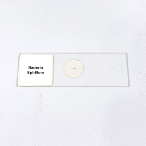 Bacteria Spirillum