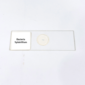 Bacteria Splairillium