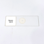 Bacteria Typical