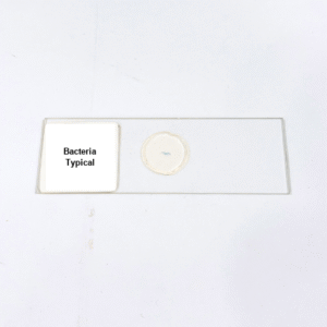 Bacteria Typical