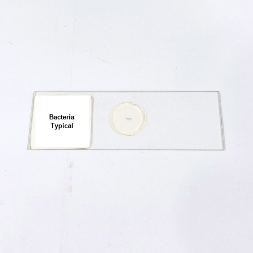 Bacteria Typical
