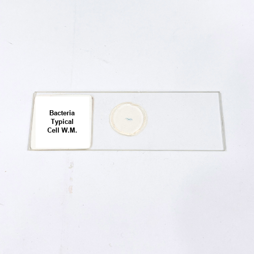 Bacteria Typical Cell W.M.