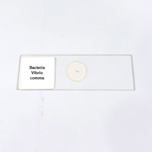 Bacteria Vibrio Comma