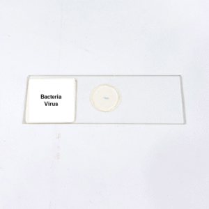 Bacteria Virus