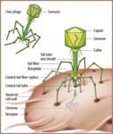 Bacteriophage