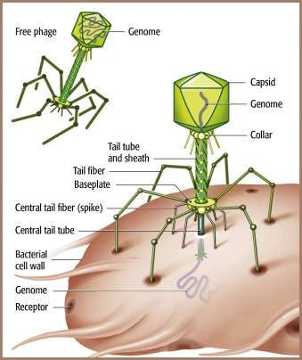 Bacteriophage