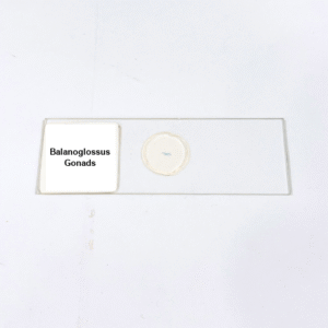 Balanoglossus Gonads