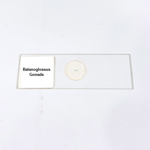Balanoglossus Gonads