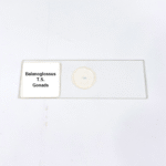 Balanoglossus T.S. Gonads