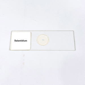 Balantidium