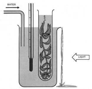 BlackMan Apparatus