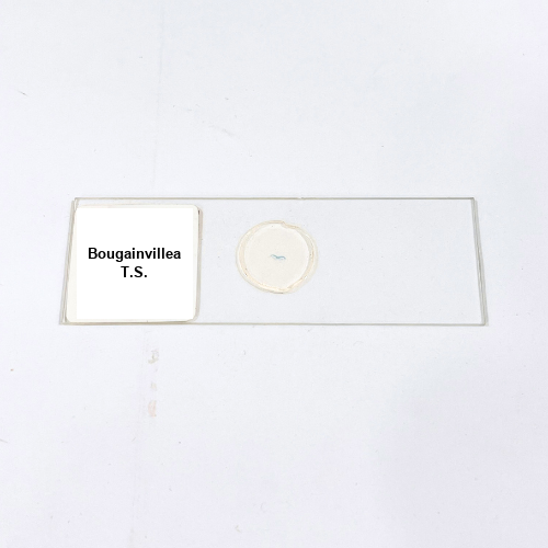 Bougainvillea T.S.