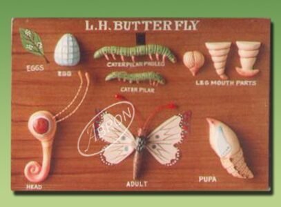 ButterFly LH