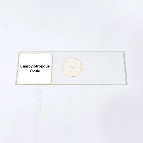 Campylotropous Ovule