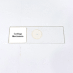 Cartilage Merchntenla