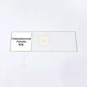 Chalamydomonas Palmella W.M.