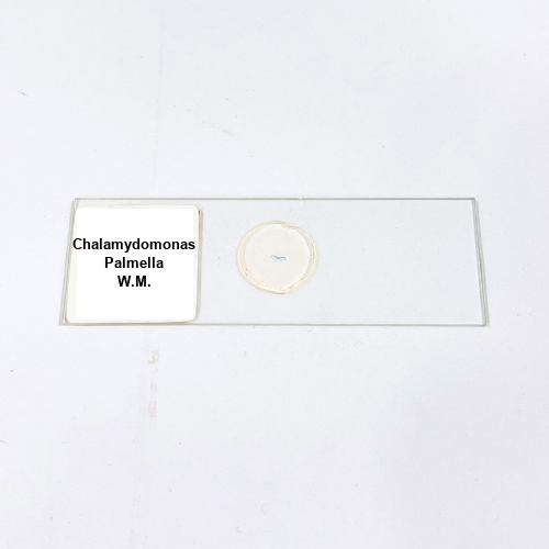 Chalamydomonas Palmella W.M.