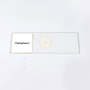 Chalophaora