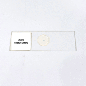 Chara Reproductive