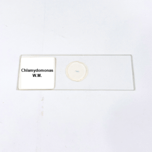 Chlamydomonas W.M.