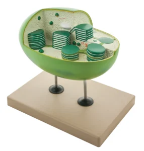 Chloroplast