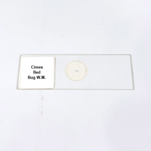 Cimex Bed Bug W.M.