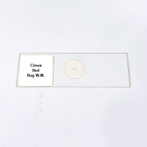 Cimex Bed Bug W.M.