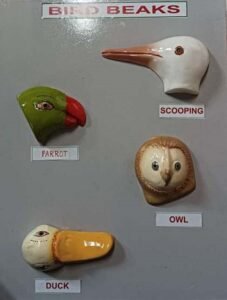 Claw & Beaks