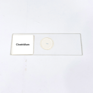 Clostridium
