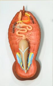 Cockroach Digestive system