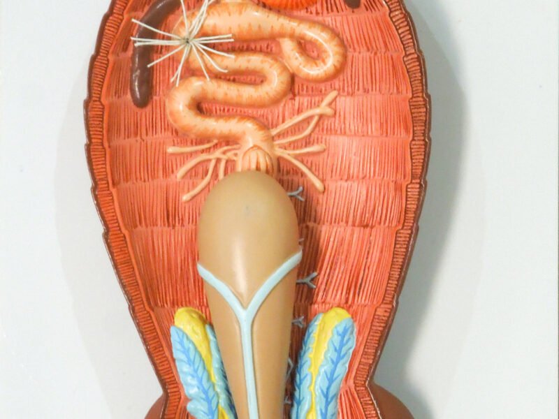 Cockroach Digestive system