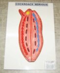 Cockroach Nervous System