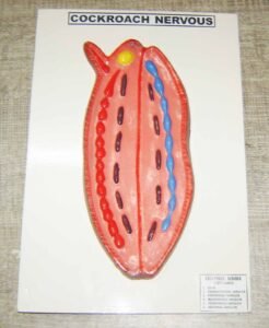 Cockroach Nervous System