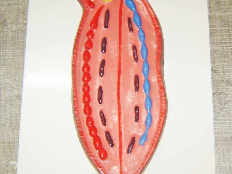 Cockroach Nervous System