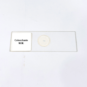 Coleochaete W.M.