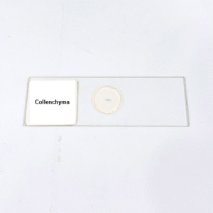 Collenchyma