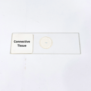 Connective Tissue