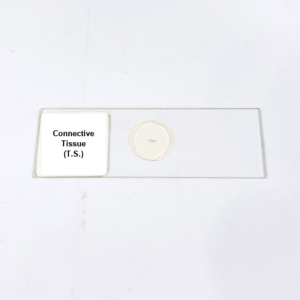 Connective Tissue (T.S.)