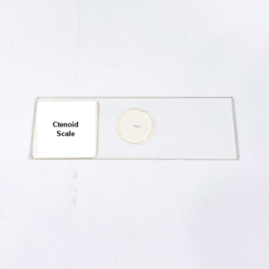 Ctenoid Scale