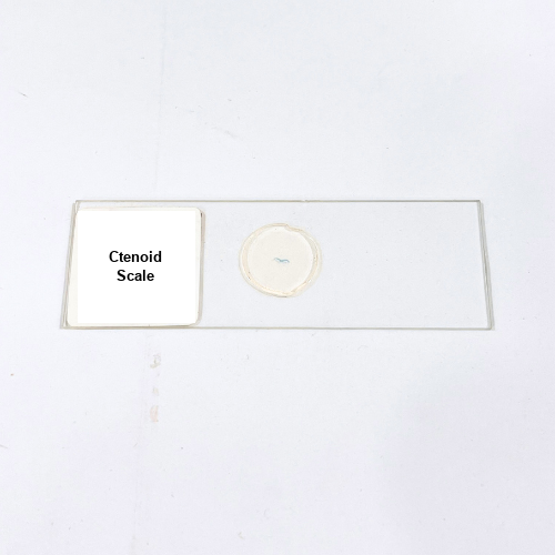 Ctenoid Scale
