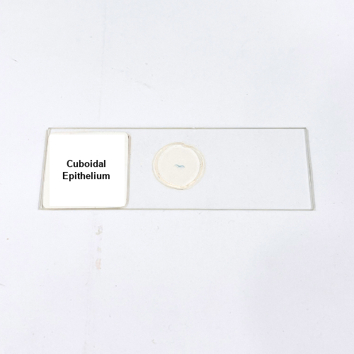 Cuboidal Epithelium