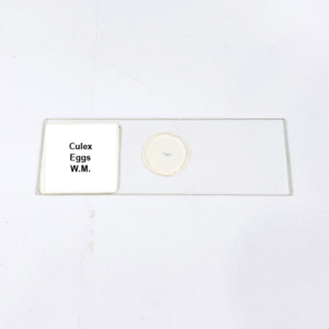 Culex Eggs W.M.
