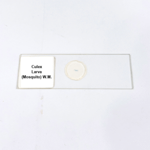 Culex Larva (Mosquito) W.M.