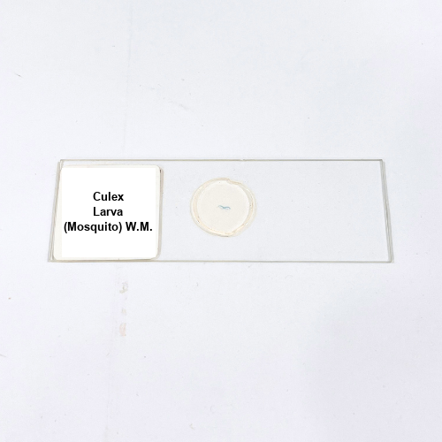 Culex Larva (Mosquito) W.M.