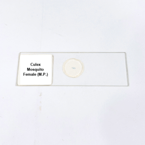 Culex Mosquito Female M.P.